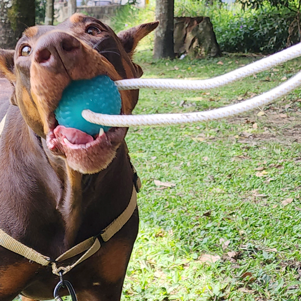 OFERTA Combo PetCare™ 3 en 1 | Combo Completo para el Cuidado de tu Mascota