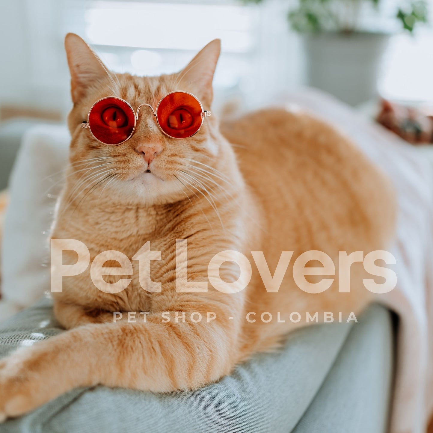 CatStyle™ | Gafas de Sol para Gatos con Estilo