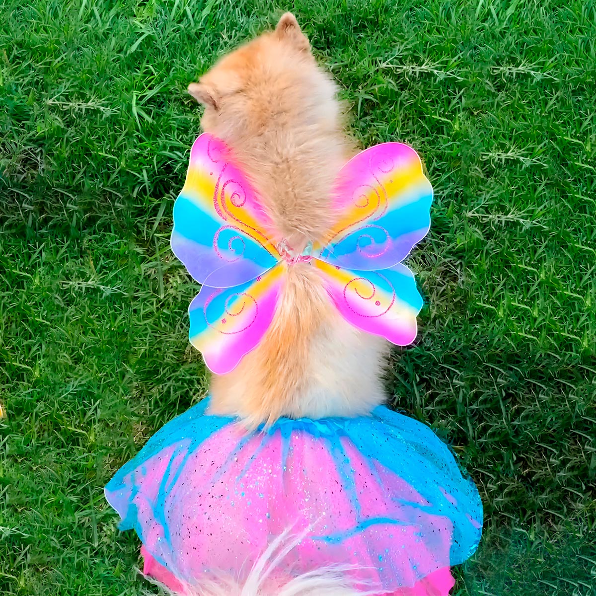 ButterflyPet™ | Disfraz de Hada Mariposa para Perros